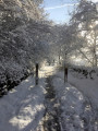 Snowy Track on the Chevin